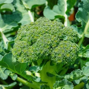 We offer best Broccoli seeds price in Pakistan