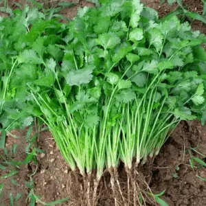 Fresh coriander leaves growing in pot from dhania seeds