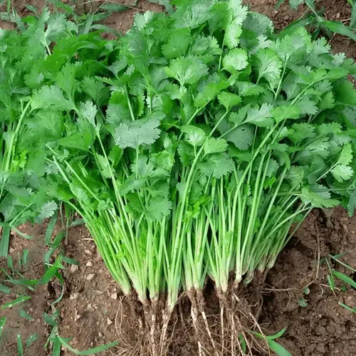 Fresh coriander leaves growing in pot from dhania seeds