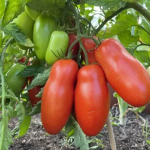 Pomidor San Marzano 2 zdjecie scaled 1 now buy online in Pakistan at seed beej