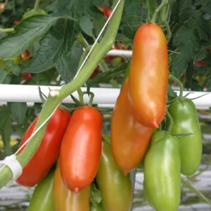 TomateSanMarzano now buy online in Pakistan at seed beej