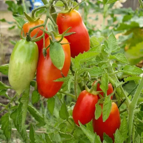 San Marzano Mano tomato seeds in Pakistan