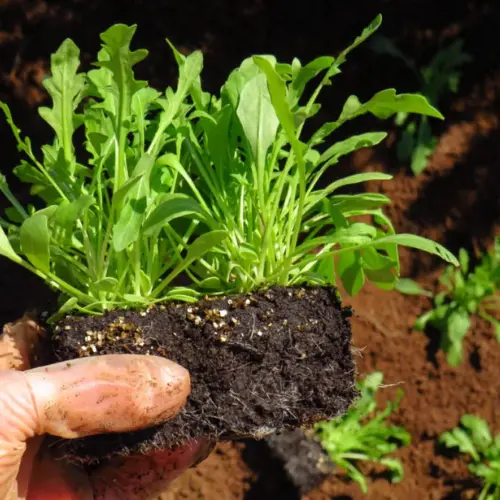 Rocket (Arugula) Seeds