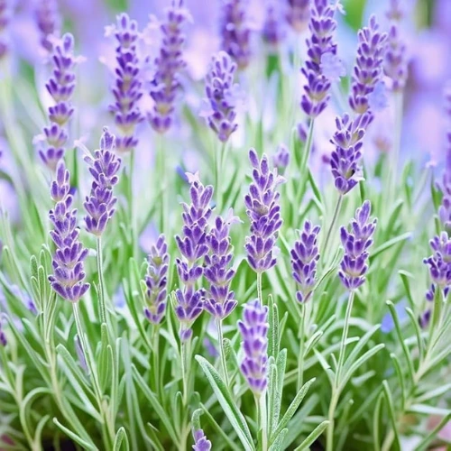 Lavender Seeds