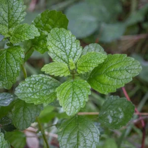 Best Lemon Balm Seed buy online in Pakistan at seed beej Lemon Balm Seed