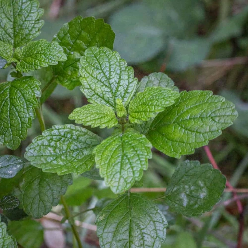 Lemon Balm SeedAddress SEED BEEJ - Plant & Flower Nursery (Joint Venture), green belt, Block F Model Town, Lahore, Pakistan
