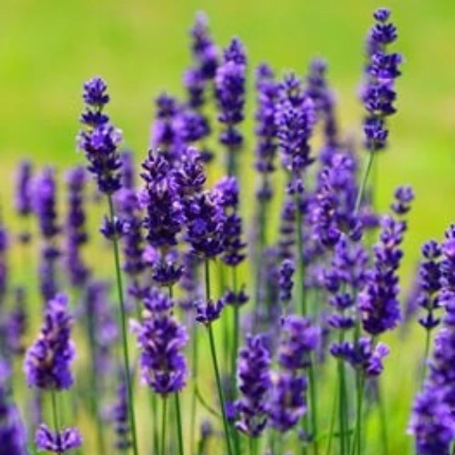 Lavender Seeds