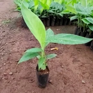 banana plant price Pakistan tissue culture