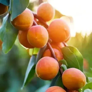 Khubani (Apricot) plants buy online in Pakistan