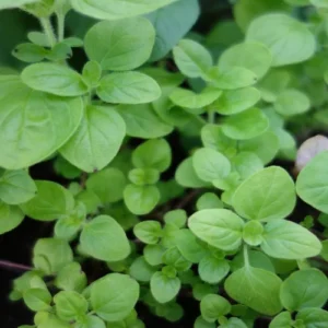 Marjoram (Origanum majorana) seeds