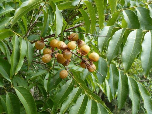 Soapberry Tree Seed