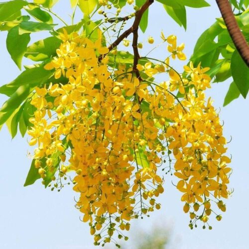 Golden Shower Tree Seed Golden Shower Tree Seed
