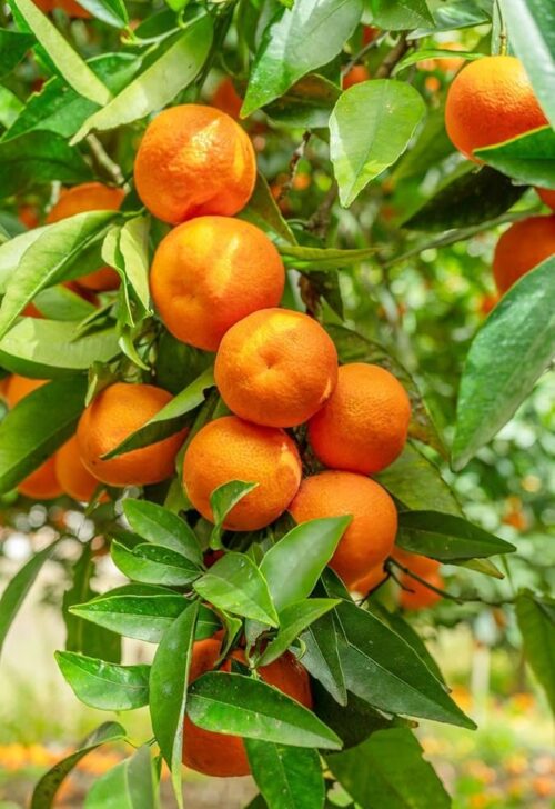 Mandarin Orange (Nagpuri Santra) Plant