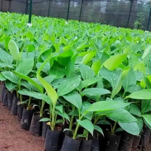 banana tissue culture plants