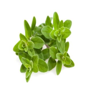 Marjoram now buy online in Pakistan at seed beej