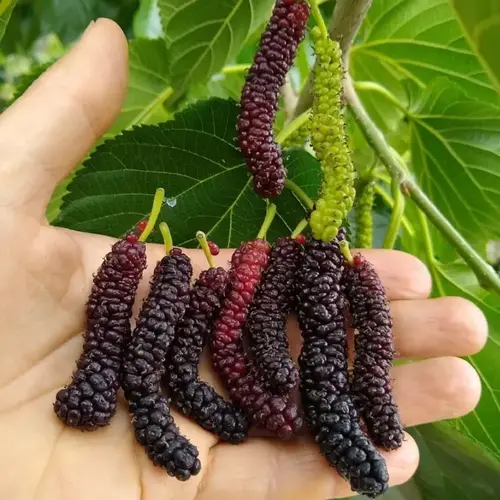 Shahtoot (Mulberries) Tree Seed Shahtoot (Mulberries) Tree Seed