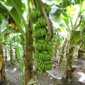 Banana tissue culture plant