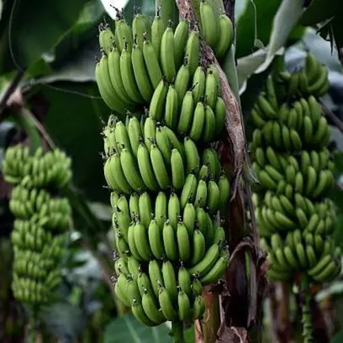 Banana plant price in Pakistan