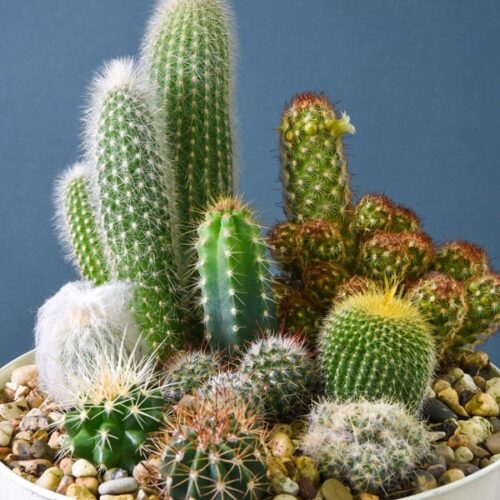 Cactus Mix seed