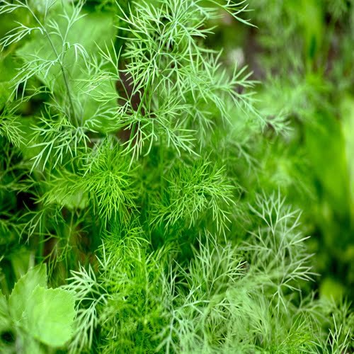 dill seeds now buy online in Pakistan at seed beej