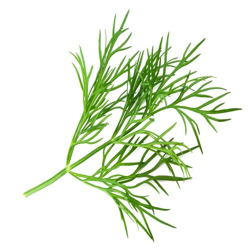 dill now buy online in Pakistan at seed beej