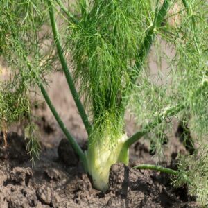 fennel leaf seeds 1 now buy online in Pakistan at seed beej