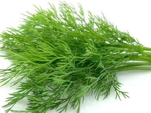 Fennel Leaf Seed
