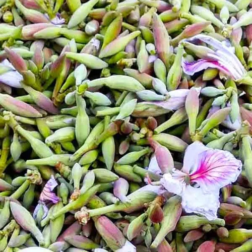 Kachnar Tree Seed Kachnar Tree Seed