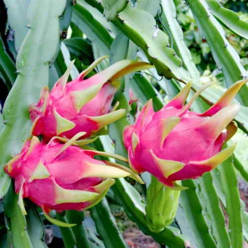 White Dragon Fruit Plant - Strawberry pear