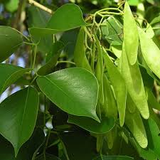 Sheesham (RoseWood) Tree Seed Sheesham (RoseWood) Tree Seed