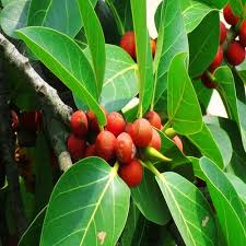 images (5) banyan seed