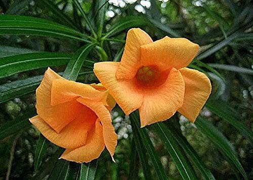 kaner-orange-384-0-230322091223356 Kaner Orange plant Seed