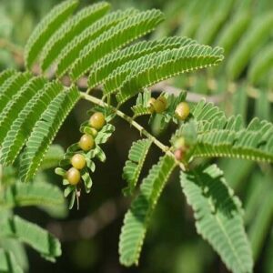 Babool Tree Seed