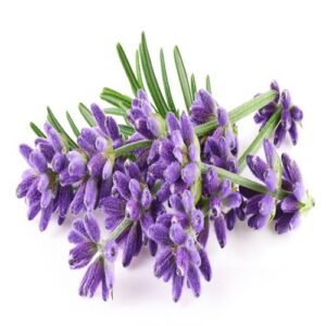 lavander now buy online in Pakistan at seed beej