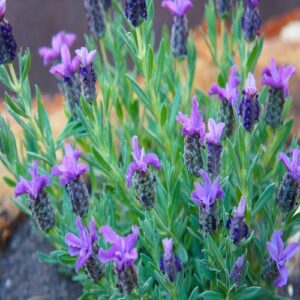 lavander seed now buy online in Pakistan at seed beej