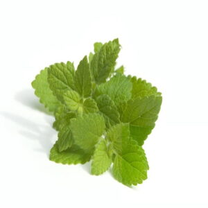 lemon balm now buy online in Pakistan at seed beej