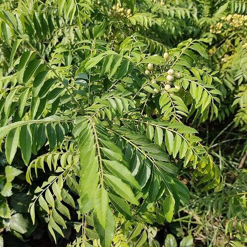 neem (1) Bakain Tree Seed
