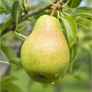 pear Nashpati plants buy online