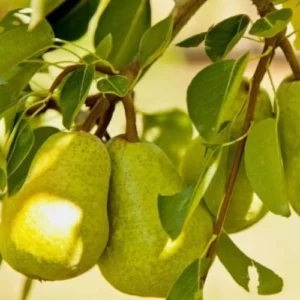 Buy Nashpati Plant (Pear Grafted) online in Pakistan