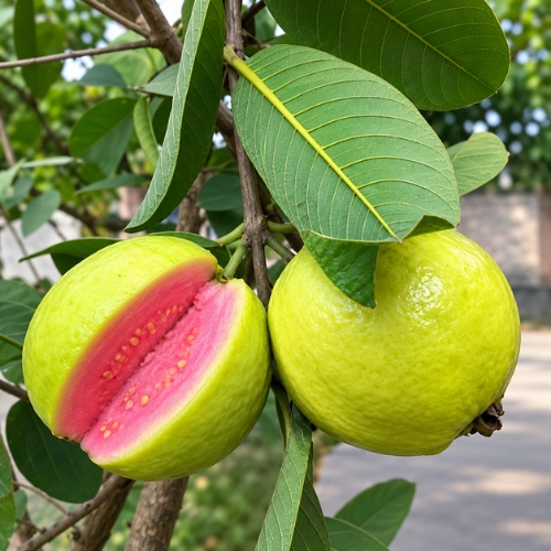 Healthy 2–3 feet tall Thai Pink Guava Airlayered Plant with green leaves
