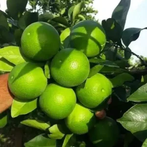 Mausami / mausambi plants grafted buy online Pakistan