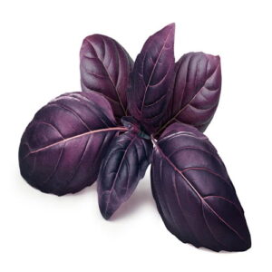 red basil seeds now buy online in Pakistan at seed beej