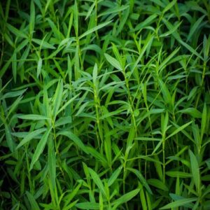 tarragon plant now buy online in Pakistan at seed beej