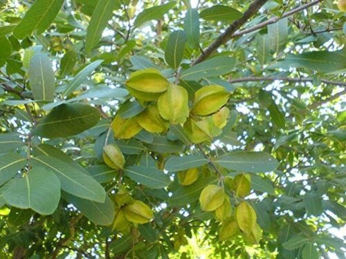 terminalia-arjuna123-384-0-230322085252710 Arjun Tree Seed