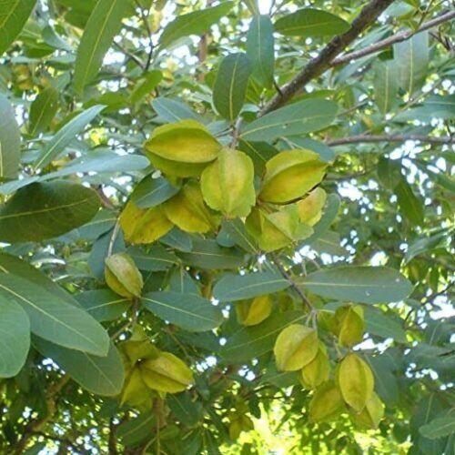 Sukh Chain Flowers Seed