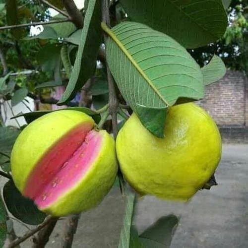 thai pink guava plant 500x500 1 now buy online in Pakistan at seed beej