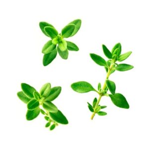 thyme now buy online in Pakistan at seed beej