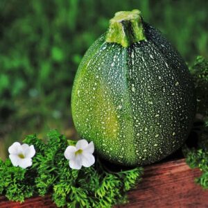 1607 Zucchini Round Robin now buy online in Pakistan at seed beej