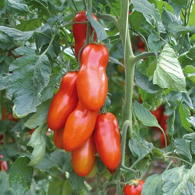 San Marzano Mano tomato seeds