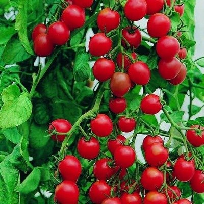 4883 now buy online in Pakistan at seed beej